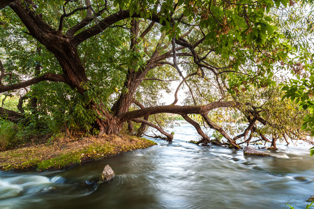 River flow in the rocks near the big green tree.の写真素材