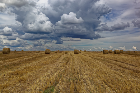Harvested wheat field with hay rolls