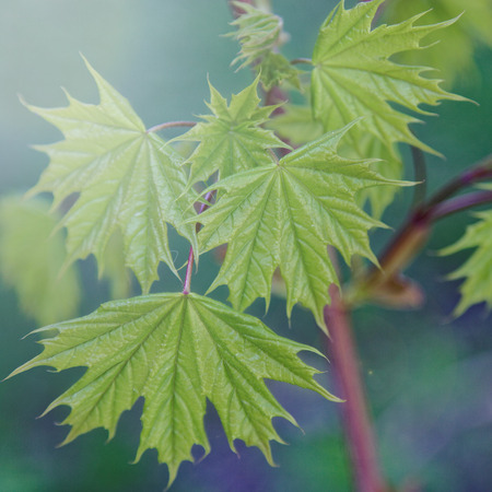 Young leaves of maple in sunny day.の写真素材