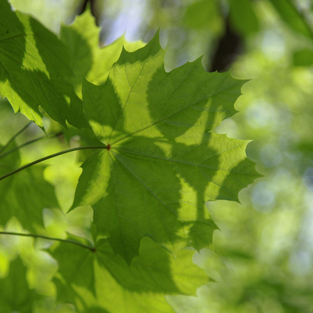 Young green leaves of maple in sunny day.