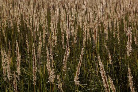 Dry grass feather grass at sunset.の写真素材