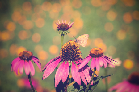 Pink flowers with a butterfly on a green meadow.の写真素材