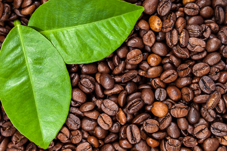 Coffee beans with green leaves.の写真素材