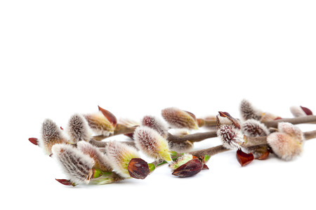Delicate flowering willow branch isolated on white background.の写真素材