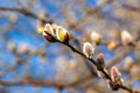 Delicate flowering willow branch with icicles against the sky on a sunny day.の写真素材