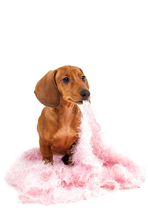 Red dachshund puppy isolated on white background.の写真素材