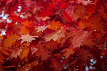 Autumn Oak leaves against the sky as a backdrop.の写真素材