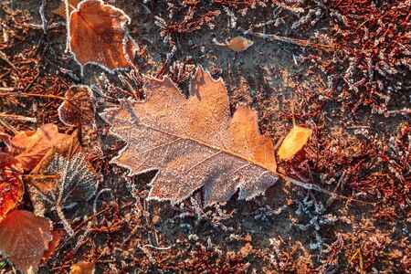 Autumn Oak leaves and grass with hoarfrost frosty sunny morning as a background.