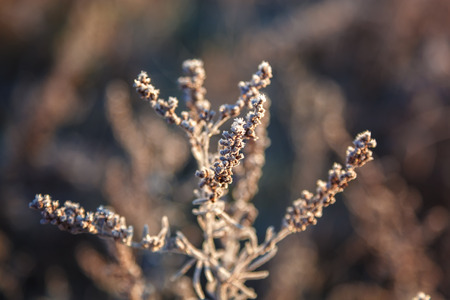 Autumn leaves and grass with hoarfrost frosty sunny morning as a background.の写真素材