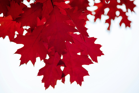 Autumn Oak leaves against the sky as a backdrop.の写真素材