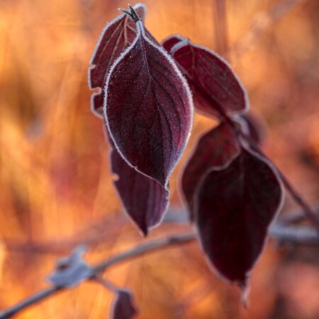 Autumn leaves and grass with hoarfrost frosty sunny morning as a background.の写真素材