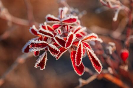 Autumn branch of wild rose with hoarfrost in the sunshine as the backdrop.の写真素材
