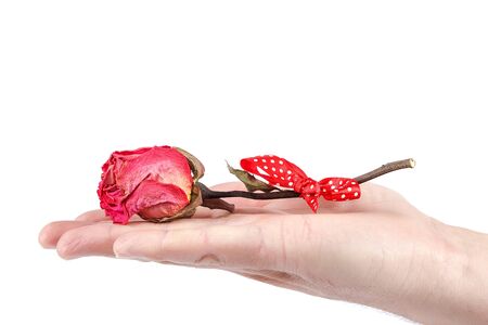 Dry flowers rose in a hand isolated on white background.の写真素材