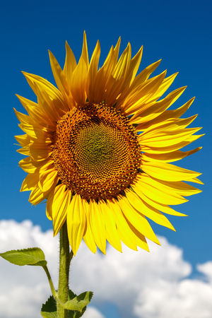 Flowers of a sunflower field with a blue sky.の写真素材