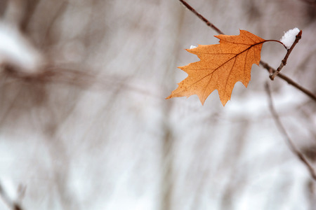 Oak leaves under the snow in the winter forest.の写真素材