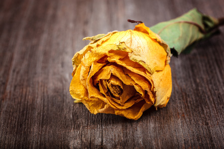 Dry flower roses on a wooden background.の写真素材