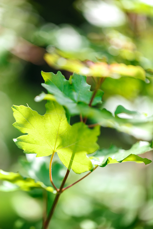 Green leaves on tree branches in a spring forest on a sunny day.の写真素材