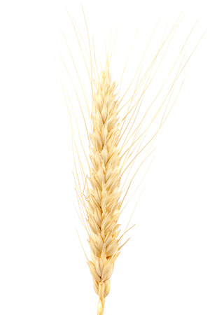 Wheat ear isolated on white background.の写真素材