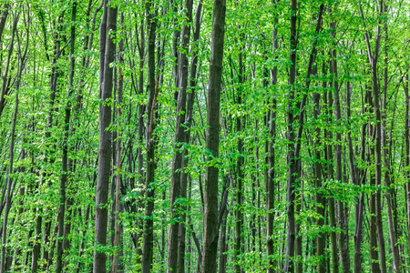 Green deciduous forest in the rain drops on a sunny day.の写真素材