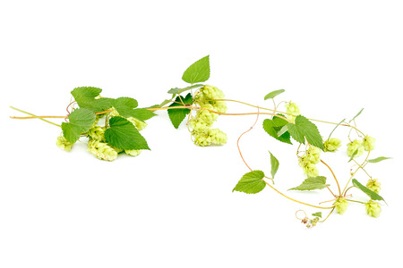 Branch with hops close-up isolated on white background.の写真素材