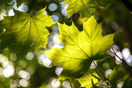 Green leaves in sunlight against a blue sky.の写真素材