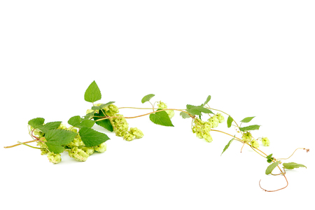 Branch with hops close-up isolated on white background.の写真素材