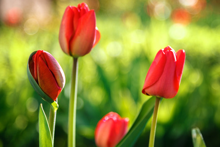 Red tulips on a green background in sunlight.の写真素材