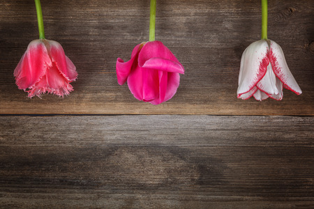 Tulips flowers bouquet of wooden boards as a background.の写真素材