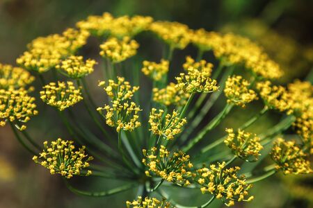 Flowering dill on a green background.