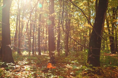 Autumn green forest on a clear sunny day.の写真素材
