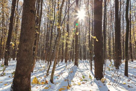 Green forest under snow on a sunny day. First snow on green leaves.