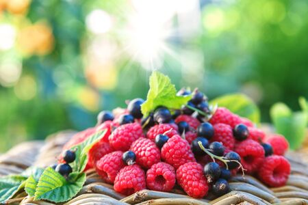 Fresh raspberries and currants in the garden on a sunny day.