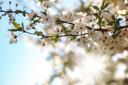 Flowering branch of an apricot tree against a blue sky.