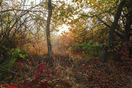Autumn landscape. Trees, grass, trail, fog, hoarfrost, leaves, water, sunlightの写真素材