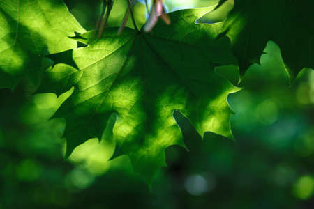 Green leaves in sunlight against a blue sky.の写真素材