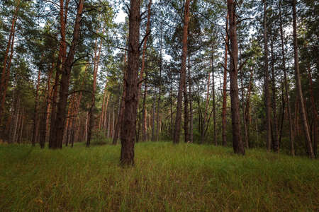 Pine forest and green grass in the sun.