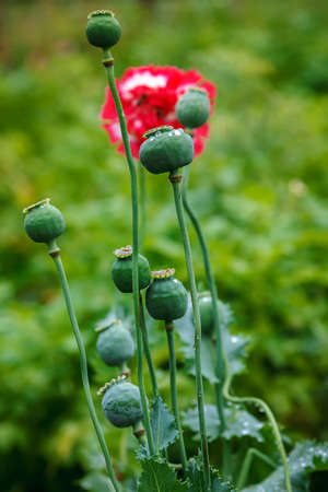 Poppy caps in a field in sunlight.の写真素材