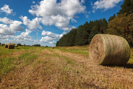Field with straw in the rollers against the blue sky.