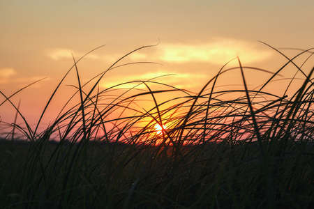 Grass in the meadow against the sky at sunset of the day.の写真素材