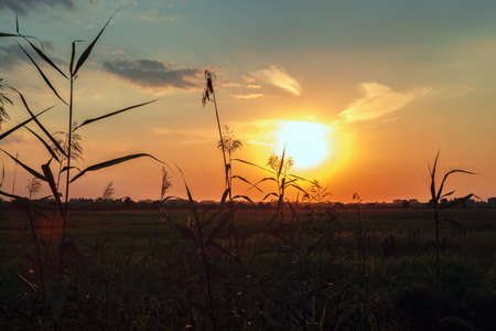 Grass in the meadow against the sky at sunset of the day.の写真素材