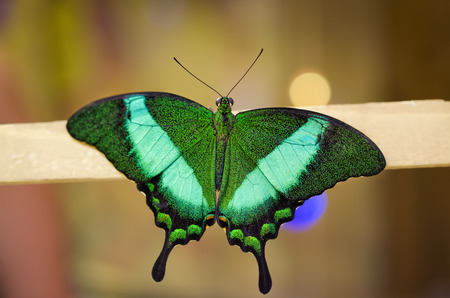 Papilio Palinurusの写真素材