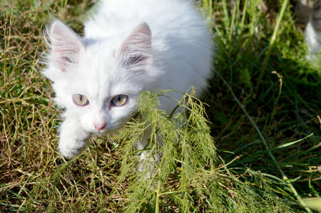 A white kitten on a sunny day sneaks cautiously through the green grass on the streetの写真素材