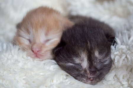 Newborn kittens sleep on a white blanketの写真素材