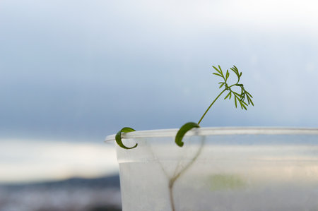 A thin sprout of dill, which is held by a plastic cup. Home garden, cultivation of cultivated plants on the windowの写真素材