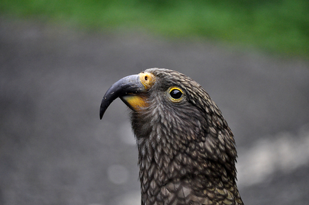 Kea bird on road in New Zealandの写真素材