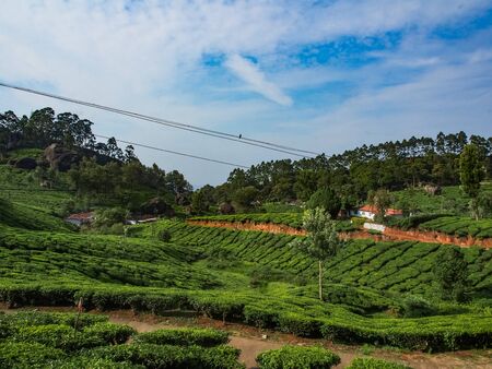 Landscape of the Tea Plantations of Munnar in Indiaの写真素材