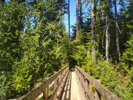 Quinault Lake Bridge at Rainforest Trail, Washingtonの写真素材