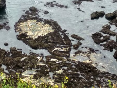 Cape Disappointment with Seals on Rocks, Washingtonの写真素材