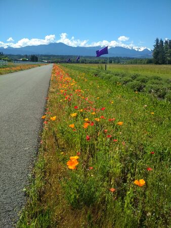 Flowers on the side of a road next to a lavender field in Washington, USの写真素材