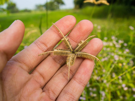 grassの写真素材